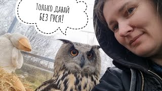Недобрая сова Ёль разрешила сделать селфи с филином