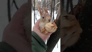 Ловлю злодея / Catching the villain