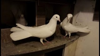 Широкохвостые Бакинские Голуби - Мои Опыт / Плюсы и Минусы ( Bobca Alexandr /Moldova )