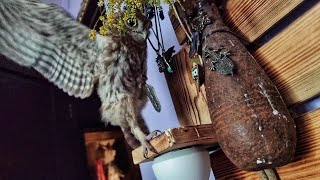 Доброе утро? Какой жаворонок сказал, что совы утром спят? Совы утром орут!