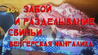 Забой и разделка свиньи венгерская мангалица