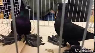 Выставка Узбекских голубей в Германии  22.01.17 Часть 2
