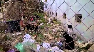 las "fecundadas"