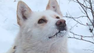 Охота на соболя. Выпуск 125. Эфир от 05.02.13.