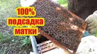 ???2020г 100% СПОСОБ, СМЕНА И ПОДСАДКА ПЛОДНОЙ МАТКИ ЧЕРЕЗ ИЗОЛЯТОР