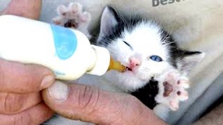 Симпатичные котята и щенки кормление из бутылочки сборник - [NEW]