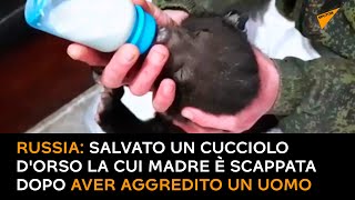 Russia: salvato un cucciolo d'orso la cui madre è scappata dopo aver aggredito un uomo