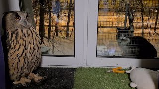 Коту очень хочется домой, но сова-страшнова не пускает! Так холодно, что еду надо кусь целиком!