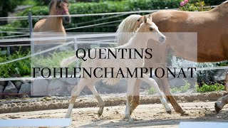 Fohlenchampionat Quentin Aurum - Neustadt (Dosse) 2016