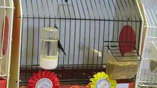 Birds Mules and hybrids - Travessos, Hibridos - Pintagol e outros Hibridos