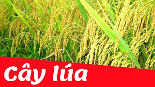 Dạy bé học nhận biết cây lúa | Dạy trẻ thông minh sớm