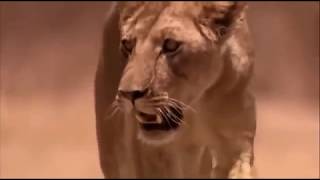 Мир животных.  Львы Африки.  (Документальные фильмы National Geographic HD)