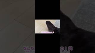 カワウソさくら 寝起きは芋虫になり起き上がるカワウソ otter that wakes up like a caterpillar #shorts #animal
