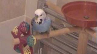 Budgie tricks
