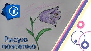 Уроки рисования поэтапно | Цветок Колокольчик | Простые рисунки