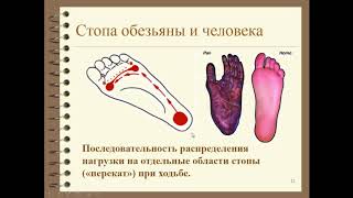 Биология. 9 класс. Доказательства эволюции человека. Людмила Ивановна. Profi-Teacher.ru
