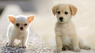 Раз собака, два собака... Веселый клип про собак - Наталия Лансере / Dog... children's song!