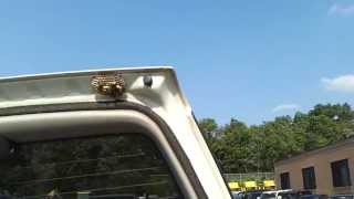 Wasp nest in suzuki SUV