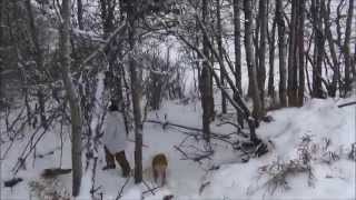 Охота на койотов. Декабрь 2014. Канада.