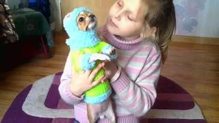Вязаная кофта для чихуахуа Нюра ❤ Knitted sweater for Chihuahua