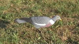 Tauben-Wackler