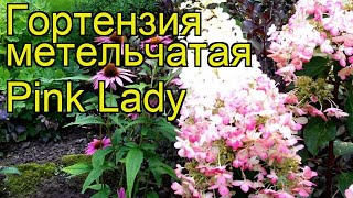 Гортензия метельчатая Пинк Леди. Краткий обзор, описание hydrangea paniculata Pink Lady
