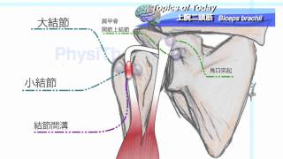 【解剖学】上腕二頭筋 Biceps Brachii：理学療法士による身体活動研究
