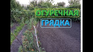 ОГУРЕЧНАЯ ГРЯДКА сезон закончен