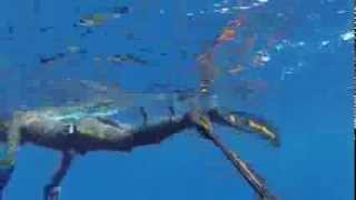 Dive Deep Master Carbon. Ласты Дип Мастер