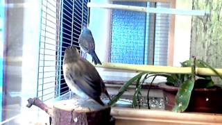 Камышевка-барсучок.  Acrocephalus schoenobaenus. 2