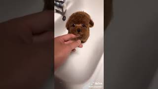 Şirin köpekler