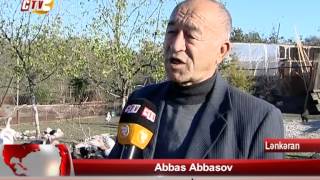 Quşları çox sevən quşbaz Abbas dayı