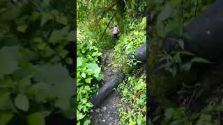 Cáscadas de mexicalcingo putla Oaxaca