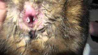 Anal Gland Problems in a Cat