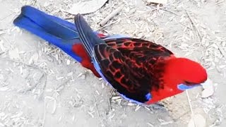 Beautiful Red Parrots - Crimson Rosella Birds - Platycercus Elegans