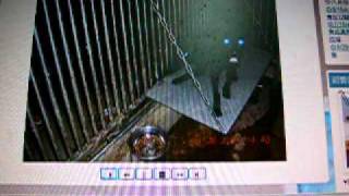 2010-8-14 代拍善化收容所代認養犬隻 298