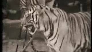 Николай Павленко тигры 1989. Nikolay Pavlenko Tigers in 1989.