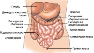 Строение брюшины (peritoneum)