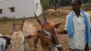 Four Teeth Brown Hallikar ox pair from GowribidanurTq in Kyamenahalli Dhanagala jathre, Kortegere