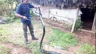 King cobra rescue operation - Nalur,Thirthahalli taluk, Shimoga, KA.