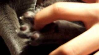 Russian blue  蘭姫（1歳）　Stop tickling me !