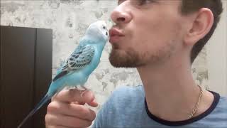 Говорящий волнистый попугай целуется с хозяином :* Budgie kisses his owner