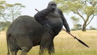 15 Amazing Hybrid Animals