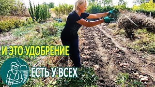 Посадка картофеля с зеленой травой-удобрением под окучивание ???? Выращивание по технологии Гордеевых