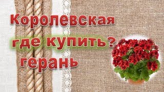 Королевская герань,виды.Где купить красивую королевскую пеларгонию?