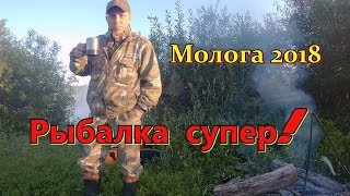 Рыбалка супер! Ловля на спиннинг окуня и щуки на реке Молога в июне