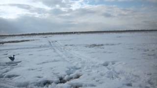 Пересек 100 метров открытой воды на Yamana Viking VK540
