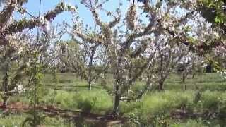 Lemon-Cherries field at blossom