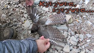 Кукушка, кукушка, покажи лапки