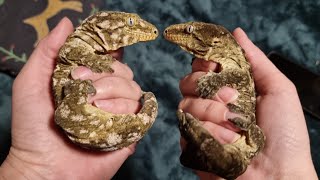 Гигантские гекконы бананоеды Сыр с Плесенью. И плесневый кусь!